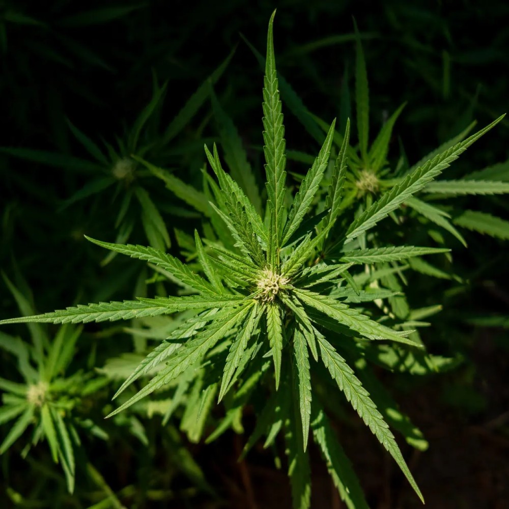 Hemp Crop Insurance Alabama