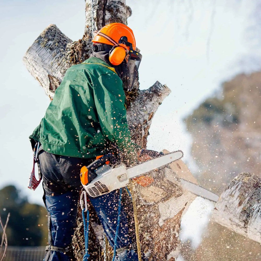 Arborist Insurance Alabama