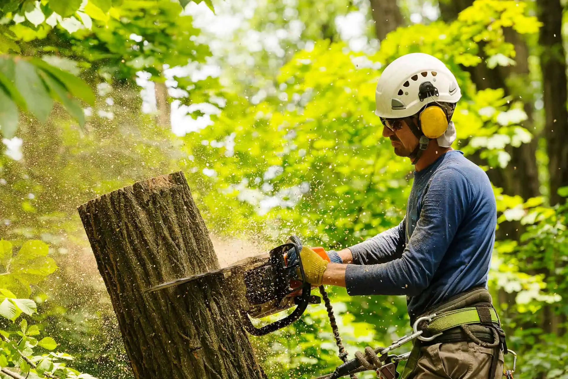 Arborist Insurance Alabama