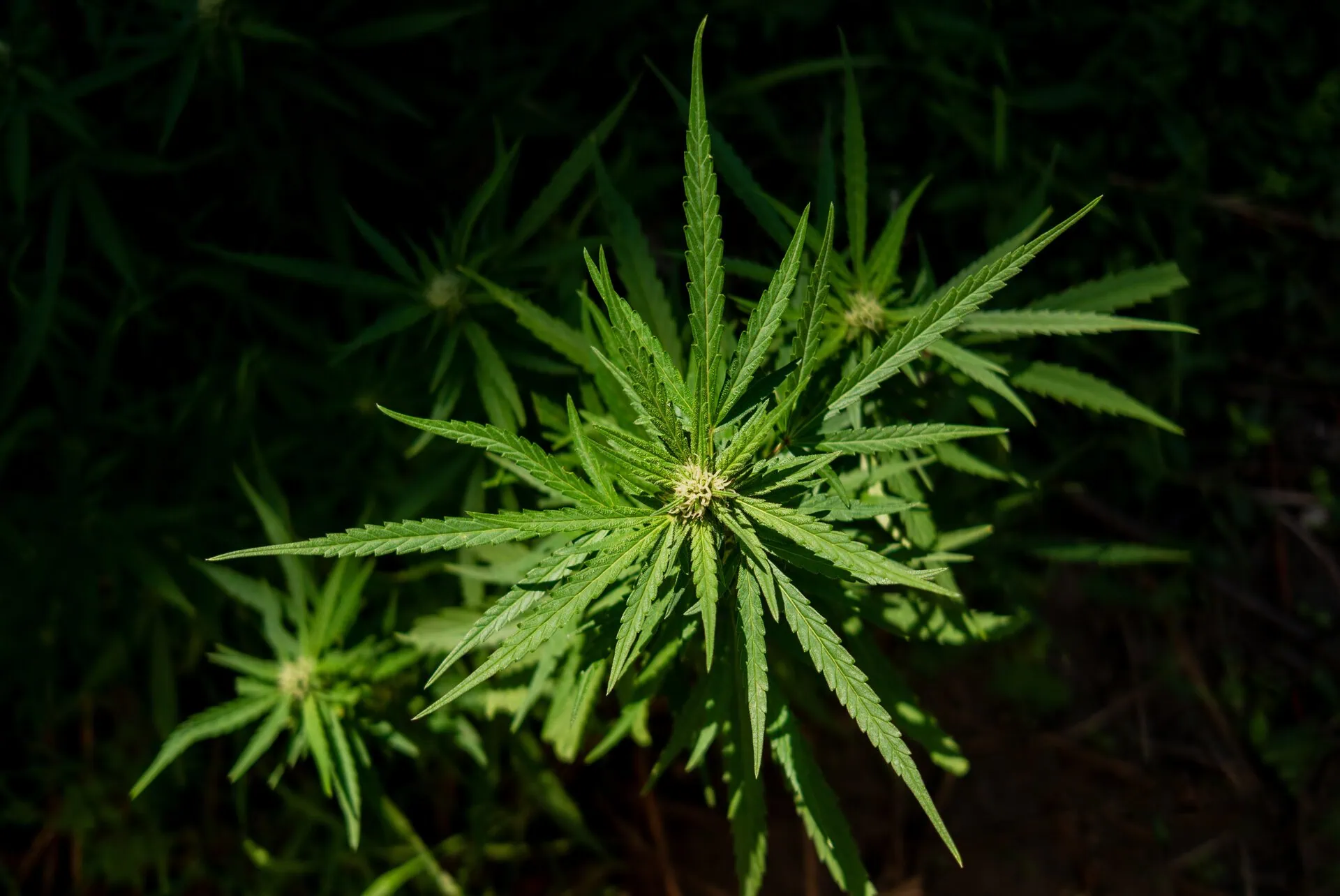 Hemp Crop Insurance Alabama