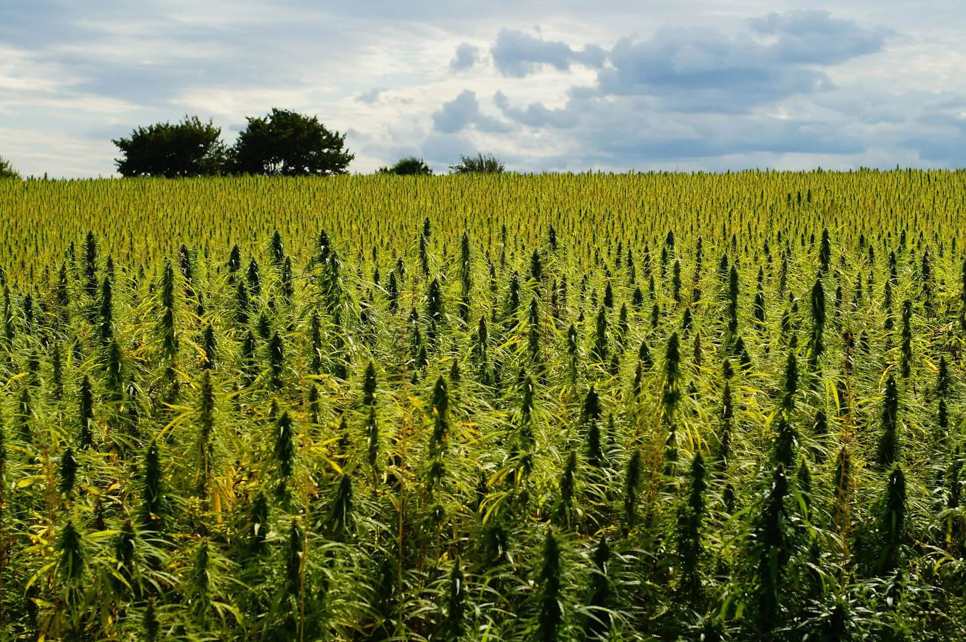 Hemp Crop Insurance Alabama