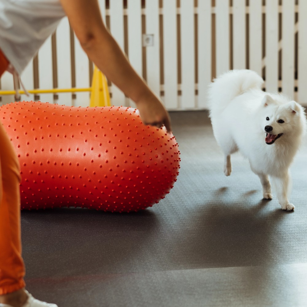 Dog Trainer Insurance Alabama