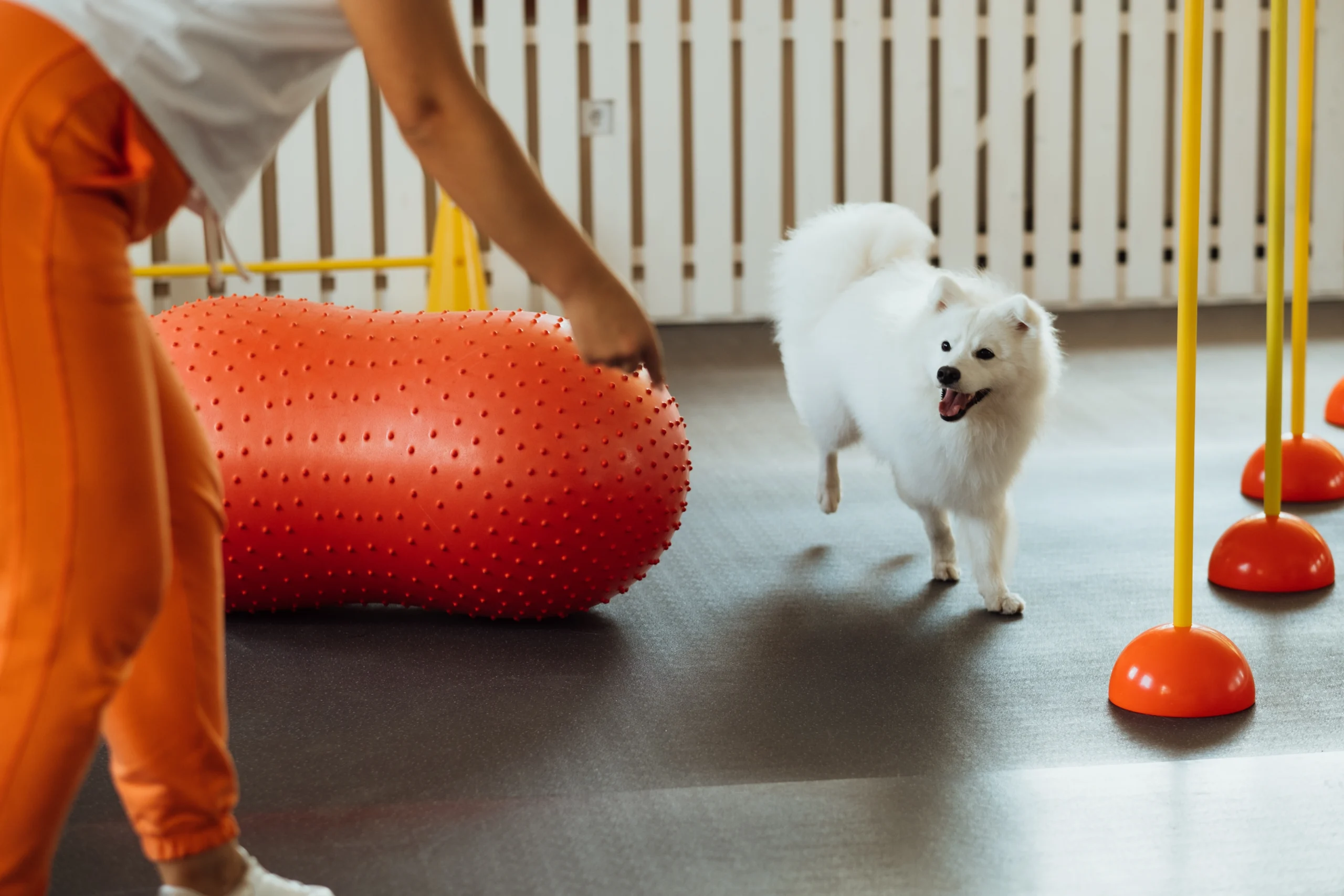 Dog Trainer Insurance Alabama