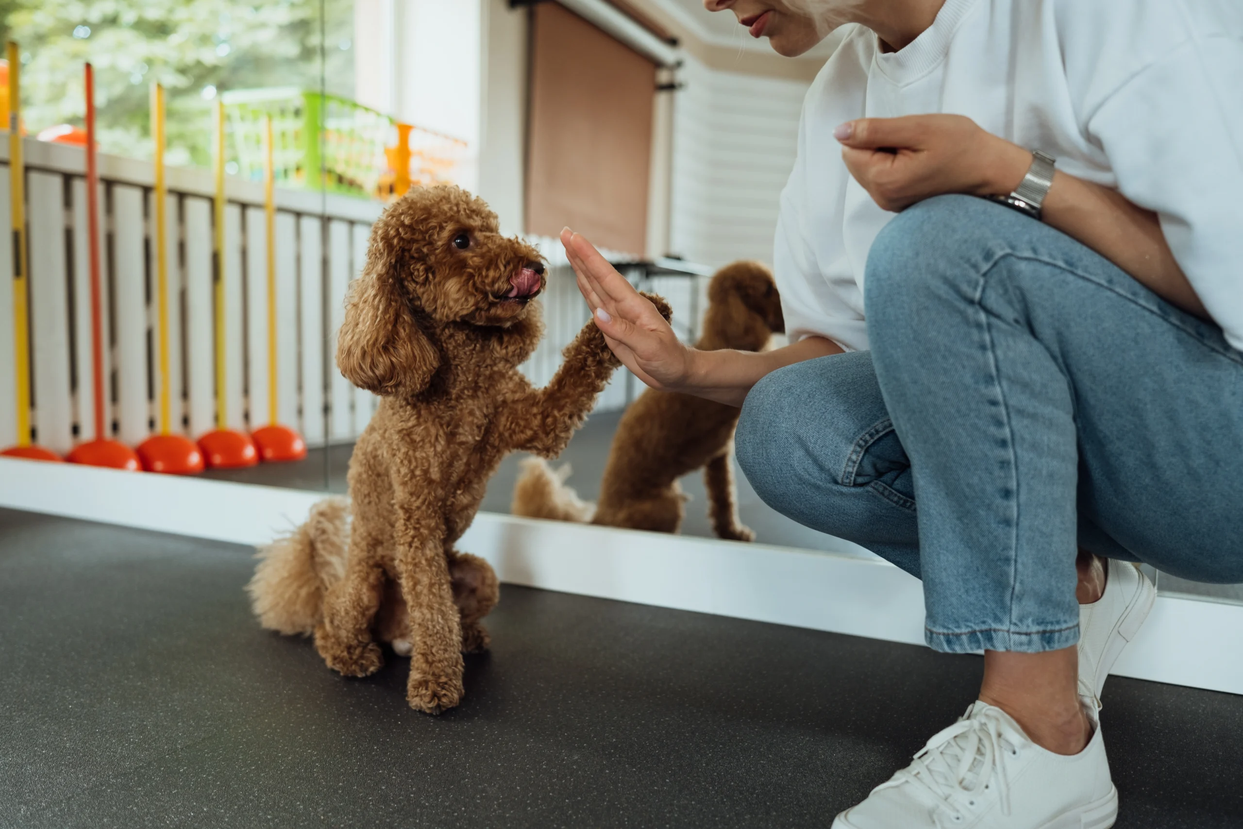Dog Trainer Insurance Alabama