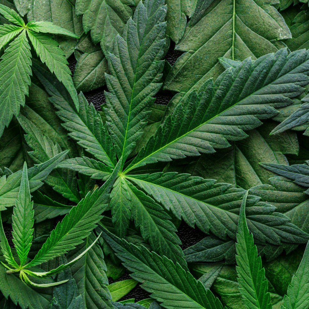 CBD Insurance Alabama