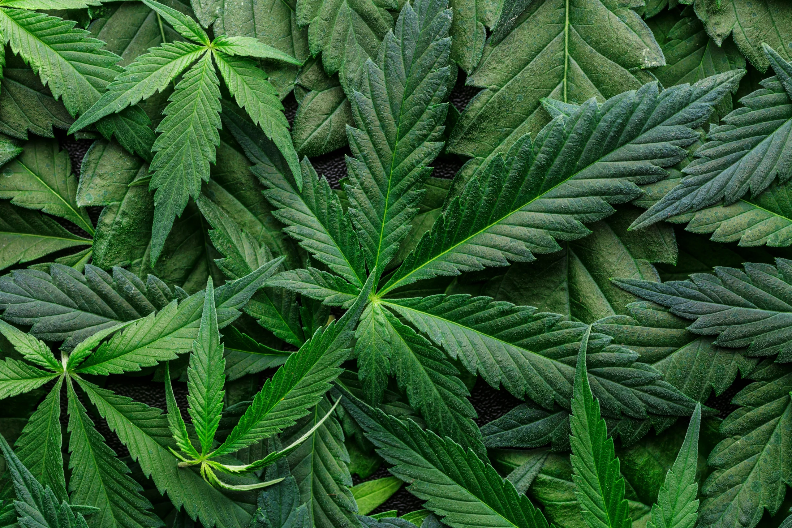 CBD Insurance Alabama