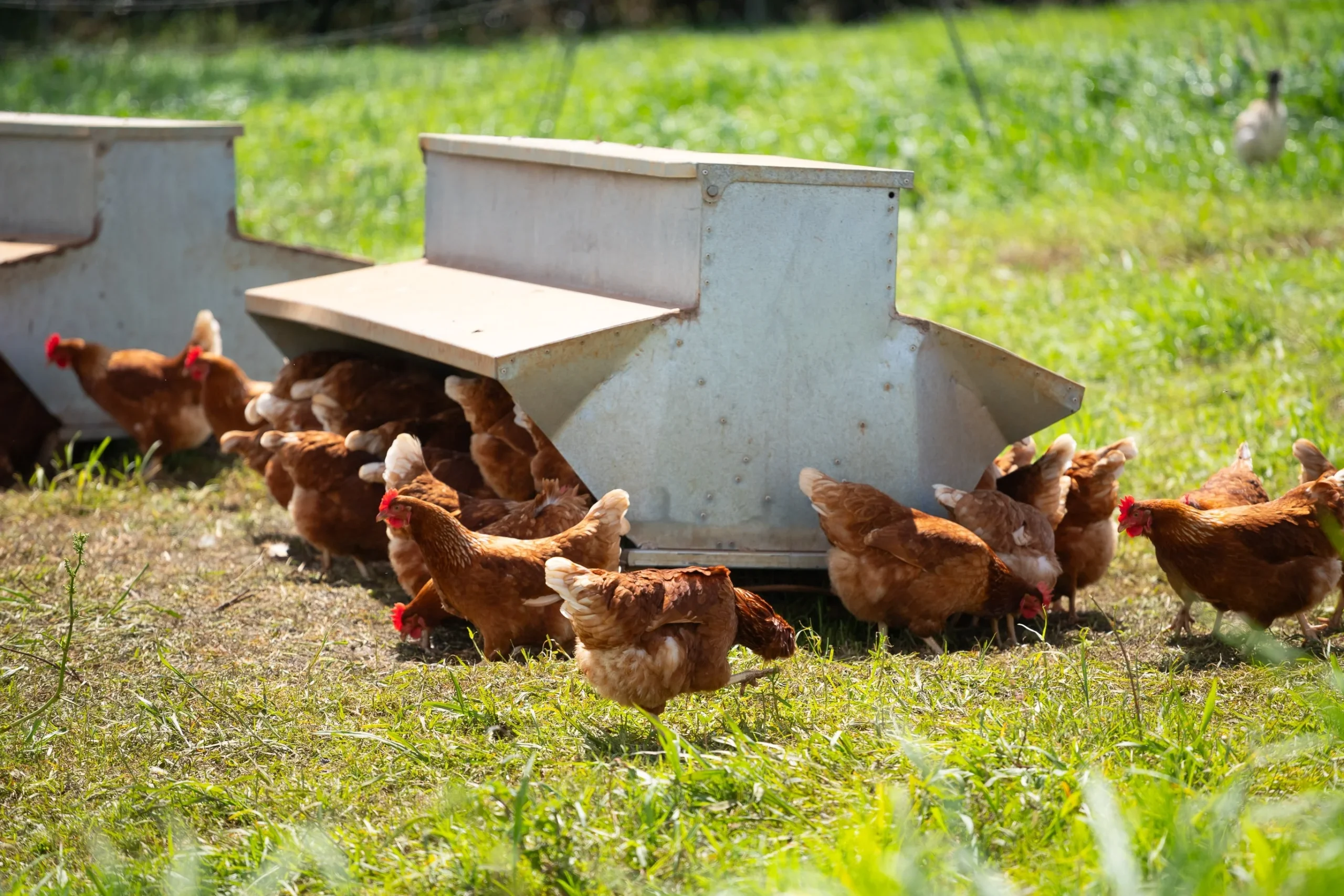Farm & Ranch Insurance Alabama